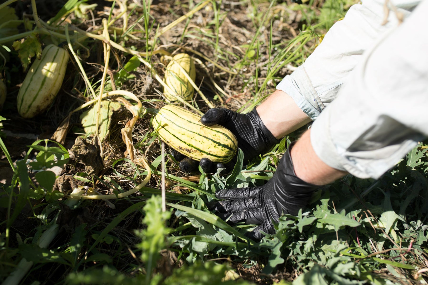 Disposable Gloves in Agriculture